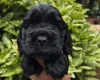 Cocker Spaniel (Show)