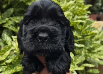 Puppy 1