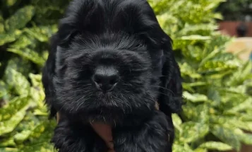 Cocker Spaniel (Show)