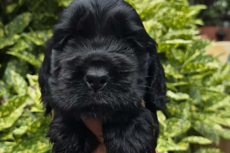 Cocker Spaniel (Show)