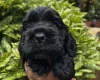 Cocker Spaniel (Show)