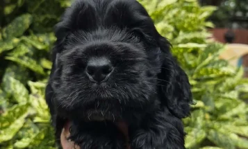 Cocker Spaniel (Show)