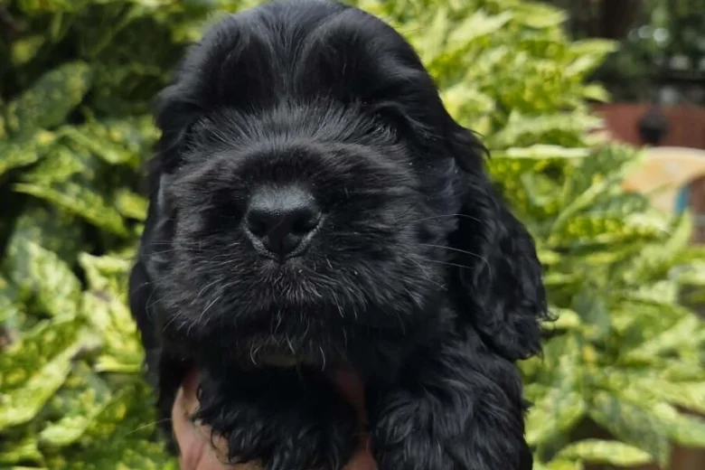 Cocker Spaniel (Show)