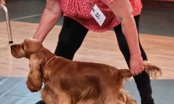 Cocker Spaniel (Show)