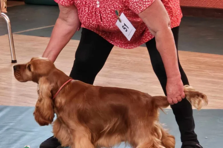 Cocker Spaniel (Show)