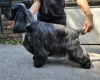 Cocker Spaniel (Show)