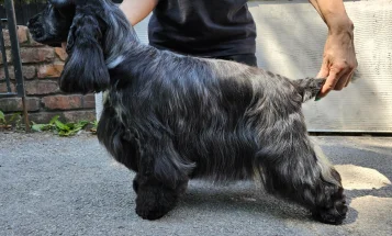 Cocker Spaniel (Show)