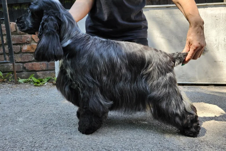 Cocker Spaniel (Show)