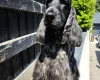 Cocker Spaniel (Show)