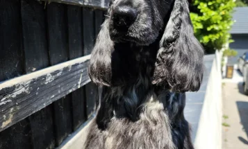 Cocker Spaniel (Show)
