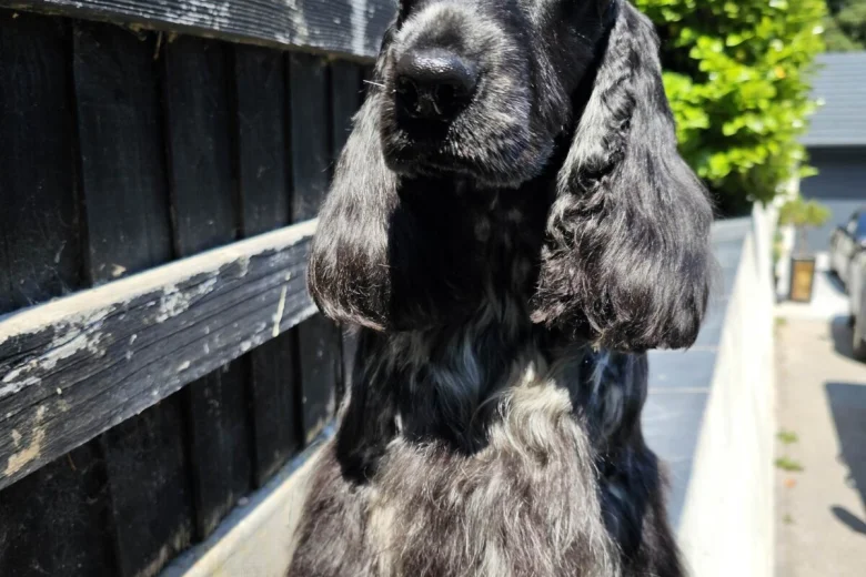 Cocker Spaniel (Show)