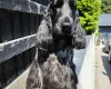 Cocker Spaniel (Show)