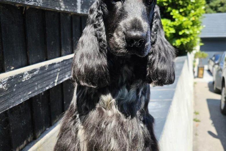 Cocker Spaniel (Show)