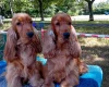 Cocker Spaniel (Show)