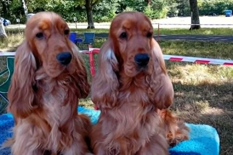 Cocker Spaniel (Show)