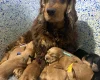 Cocker Spaniel (Show)