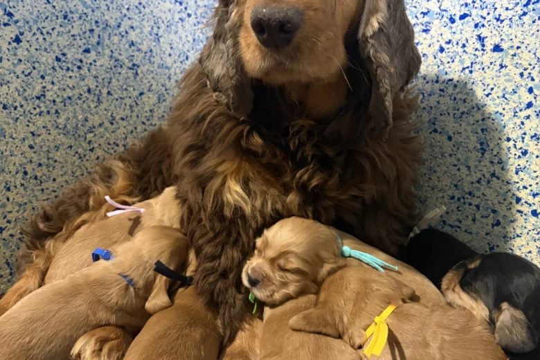 Cocker Spaniel (Show)