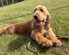 Cocker Spaniel (Show)