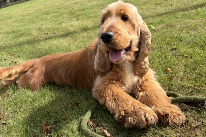 Cocker Spaniel (Show)