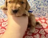 Cocker Spaniel (Show)