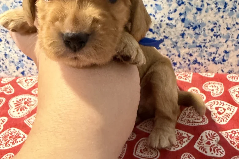 Cocker Spaniel (Show)