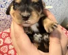 Cocker Spaniel (Show)
