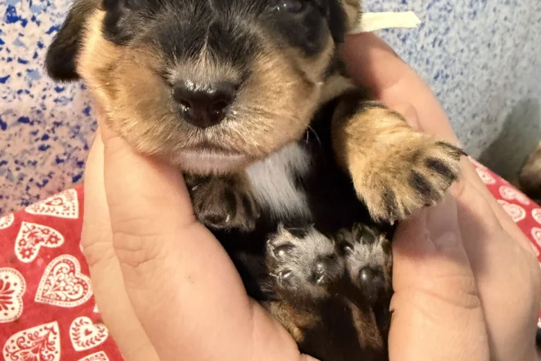 Cocker Spaniel (Show)