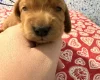 Cocker Spaniel (Show)