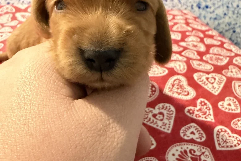 Cocker Spaniel (Show)