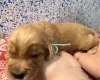 Cocker Spaniel (Show)