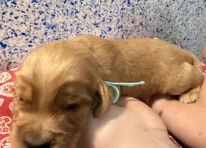 Mr turquoise