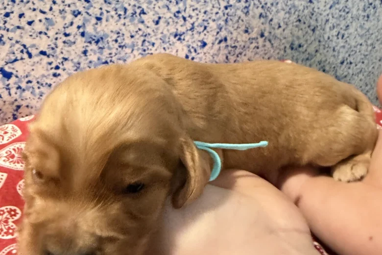 Cocker Spaniel (Show)