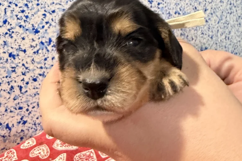 Cocker Spaniel (Show)
