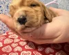 Cocker Spaniel (Show)
