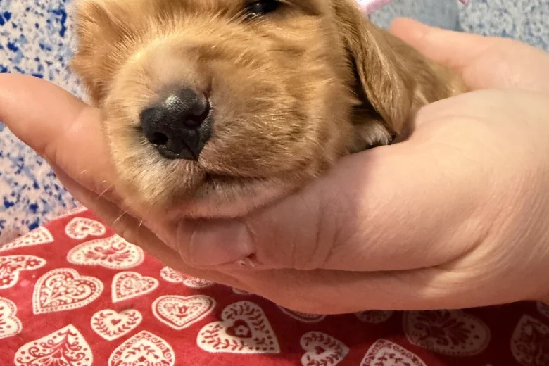 Cocker Spaniel (Show)