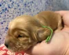 Cocker Spaniel (Show)