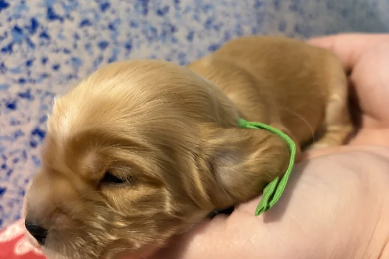 Cocker Spaniel (Show)