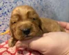Cocker Spaniel (Show)