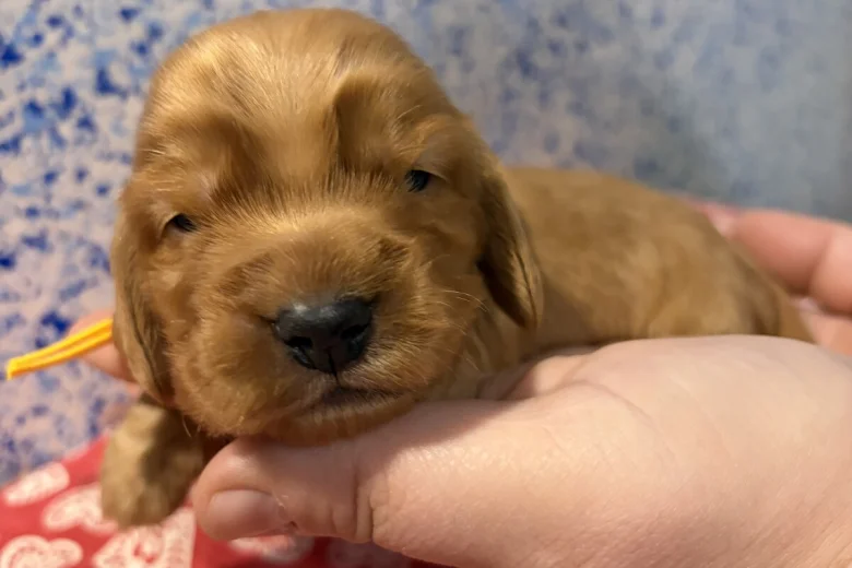 Cocker Spaniel (Show)