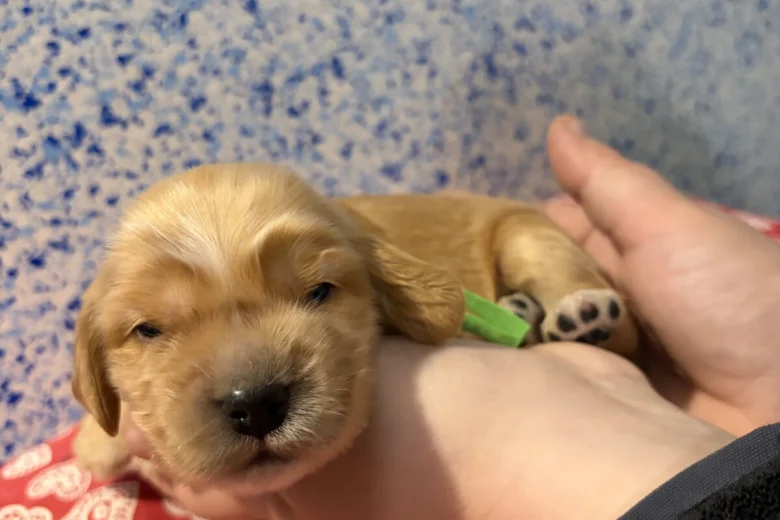 Cocker Spaniel (Show)