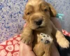 Cocker Spaniel (Show)
