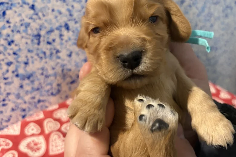 Cocker Spaniel (Show)