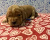 Cocker Spaniel (Show)