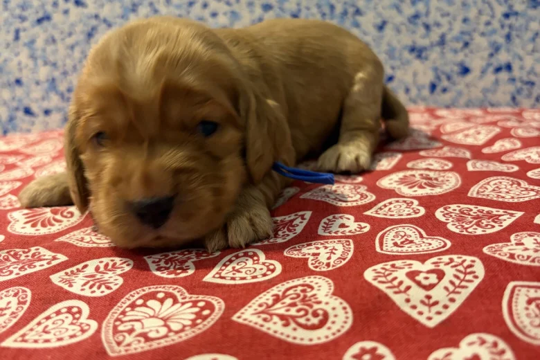 Cocker Spaniel (Show)