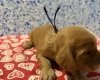 Cocker Spaniel (Show)