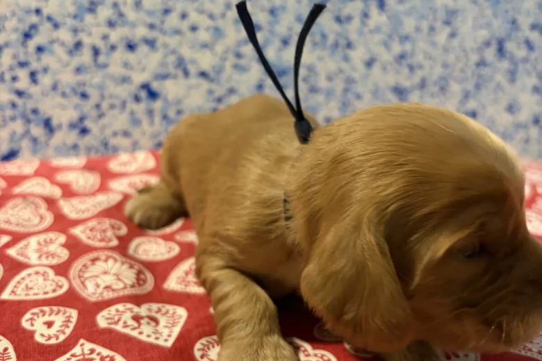 Cocker Spaniel (Show)