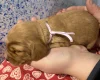 Cocker Spaniel (Show)