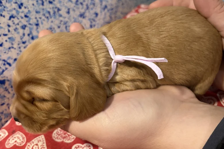 Cocker Spaniel (Show)