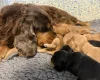 Cocker Spaniel (Show)