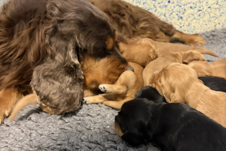 Cocker Spaniel (Show)